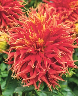 Георгин кактусовый Шоу энд Тэлл