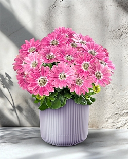 Остеоспермум Санни Галина