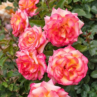 Роза флорибунда Шейлас Парфюм