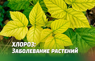 Хлороз: Заболевание Растений