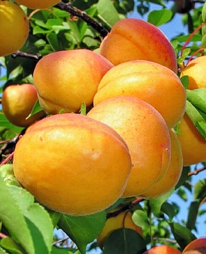 Саженцы Абрикос Ранний из Мордена