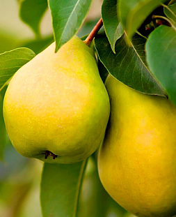 Саженцы Груша колонновидная Медовая