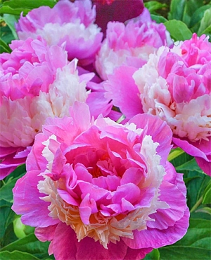 Пион Щербет