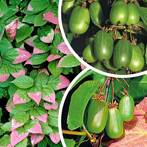 Саженцы Актинидия коломикта набор:Доктор Шимановский, Сентябрьская, мужской экземпляр