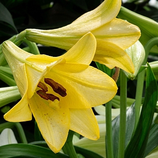 Лилия лонгифлорум Делиана