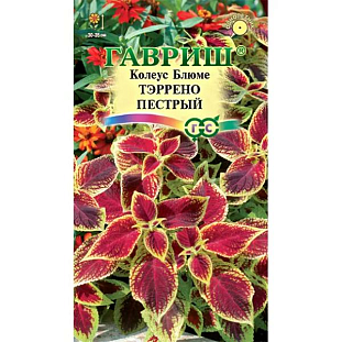 Семена Колеус Тэррено пестрый