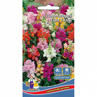 Семена Львиный зев Том Тамб