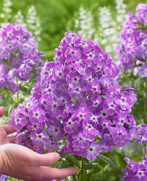 Флокс метельчатый Голиаф