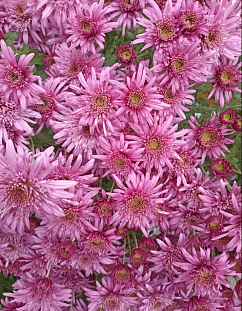 Хризантема корейская Анна Ярославна