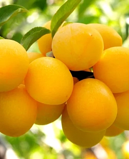 Саженцы Слива Подарок Санкт-Петербургу