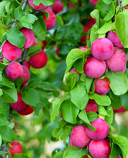 Саженцы Слива Кубанская комета