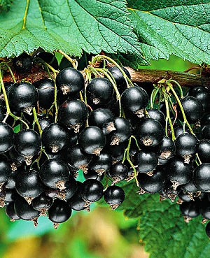 Саженцы Смородина Титания