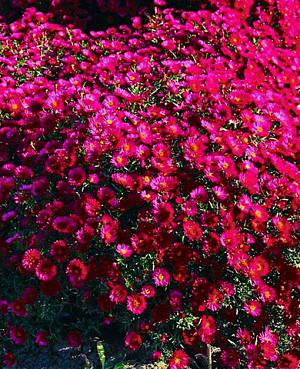 Саженец Астра новобельгийская Роял руби