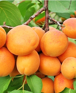 Саженцы Абрикос Харгранд