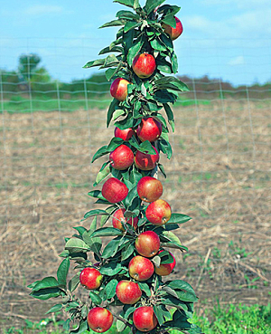 Саженцы Яблоня Московское ожерелье