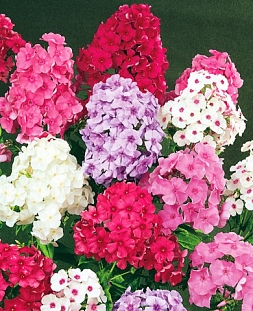 Саженец Флокс метельчатый набор Лето в деревне