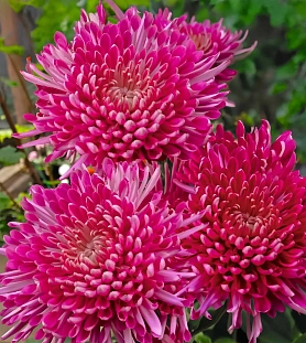 Хризантема корейская Тамара