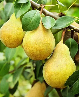 Саженцы Груша Гвидон