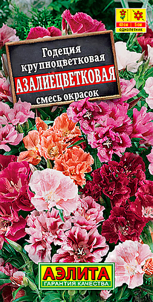 <div>
 Семена Годеция Азалиецветковая махровая, смесь сортов.
</div>
Прекрасное обильно цветущее, холодостойкое растение. Цветки крупные (диаметром 5-6 см), махровые, собраны в изящные кисти. Цветение раннее и продолжительное. Кустики компактные, сильноветвистые, высотой 30-40 см. Отлично смотрятся в рабатках, бордюрах и миксбордерах. Великолепно подходят для срезки, до 3-х недель сохраняя в воде свежесть и красоту.