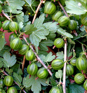 Саженцы Крыжовник Берилл
