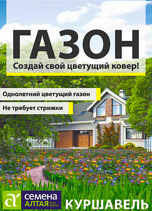 Семена Газонная трава Куршавель