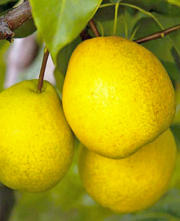 Саженцы Груша Ларинская