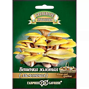 Мицелий грибов Вешенка золотая Лимонная Мицелий грибов Вешенка золотая Лимонная