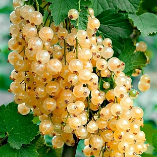 Смородина Белая Потапенко