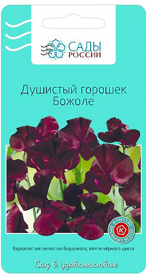Семена Душистый горошек Божоле.
Крупные, слегка ароматные бархатистые цветки бордового почти черного цвета, на цветоносе по 4-6 штук. Растения вьющиеся, высотой около 2 м, хорошо завивают опоры. Придадут очарование любому букету. Перед посевом семена замочить в воде на 10-12 ч, а субстрат обеззаразить крепким раствором марганцовки. Выращивать рассаду лучше в теплице. Холодостойкий.
