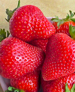 Саженцы Клубники (Земляники) Крапо (ремонтантная)