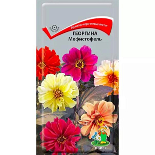 Семена Георгина Мефистофель