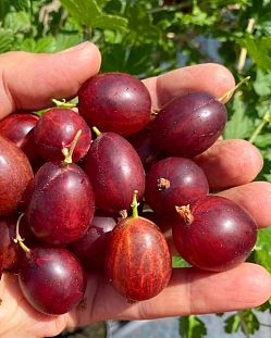 Саженцы Крыжовник Краснославянский