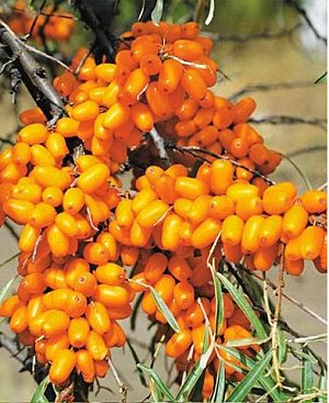 Саженцы Облепиха Елизавета