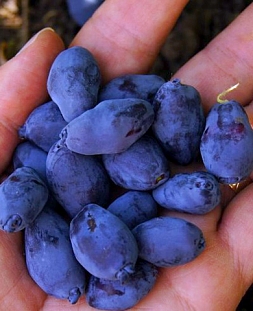 Саженцы Жимолость Ребекка