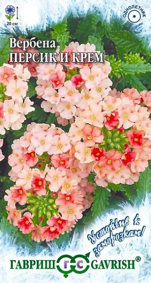 Семена Вербена гибридная Персик и Крем<br>
 <br>
 Растение высотой 20 см, культивируемое как однолетник (семейство Вербеновые). Цветет с июля по сентябрь. Окраска цветков нежная пастельная, изменяющаяся от персиково-розовой (при распускании), до кремовой (при полном открытии цветков). Цветки собраны в соцветия диаметром 6-8 см, имеют приятный запах. Светолюбива и холодостойка, предпочитает рыхлые плодородные почвы. Выращивают рассадным способом. Используют для посадки на клумбах, рабатках, в группах.<br>