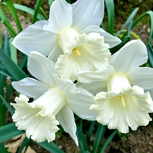 Нарцисс Маунт Худ