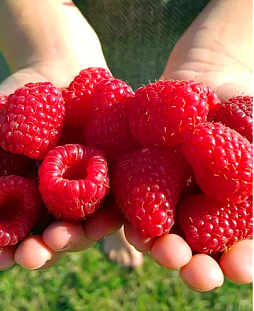 Саженцы Малина Карамелька