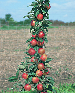 Саженцы Яблоня Московское ожерелье