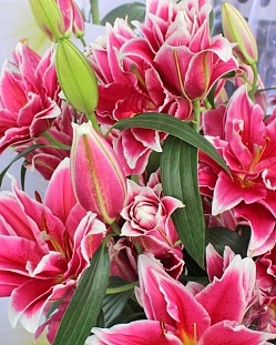 Лилия восточная махровая Дабл Фэнтази