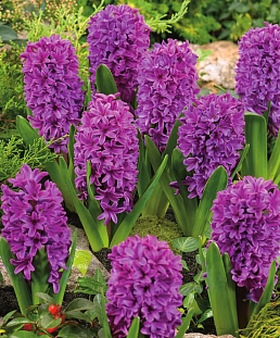 Гиацинт Мисс Сайгон