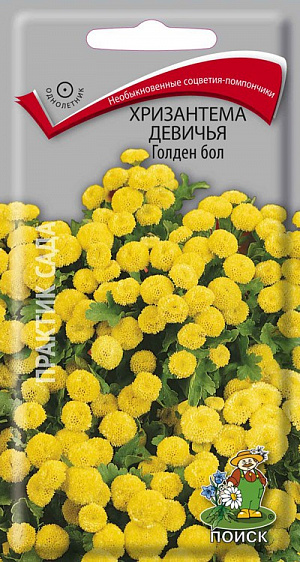 Семена Хризантема Девичья Голден бол.
Самый декоративный пиретрум. Кустистое растение высотой до 25 см. Листья перисто-рассеченные, светло-зеленые. Желтые соцветия - корзинки до 2 см в диаметре, похожи на подушечки. Цветет обильно и продолжительно в течение всего лета. Используют для посадки группами, на рабатках, в бордюрах. 
Агротехника. Теплолюбивое растение, солнцелюбивое, но может расти и в полутени. Хорошо растет на легких почвах. Посев производят в марте-апреле в рассадные ящики. Всходы появляются через 15-20 дней. В открытый грунт рассаду высаживают, когда минует угроза весенних заморозков, выдерживая расстояние между растениями 15-25 см. Семена соответствуют требованиям международных стандартов и ГОСТу РФ 12260-81.