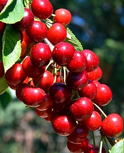 Саженцы Черешня колонновидная Хелена