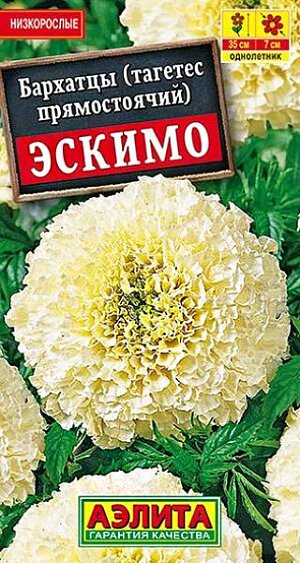 Семена Бархатцы Эскимо прямостоячие.<br>
 <br>
 Сорт с необычной окраской соцветий. Кусты прочные, высотой до 35 см. Соцветия густомахровые, крупные – диаметром 5-7 см. Цветение раннее, обильное и продолжи тельное, до первых заморозков. Растения неприхотливые, устойчивые к непогоде. Компактные кустики хорошо растут в ограниченном объеме грунта и пригодны для выращивания в балконных ящиках и садовых контейнерах. Используются для оформления клумб, рабаток, бордюров вдоль дорожек. Подходят для срезки.<br>
 <br>
 &nbsp;Бархатцы предпочитают солнечные участки с дренированными, плодородными почвами нейтральной кислотности. Растения теплолюбивые, быстрорастущие, взрослые – достаточно засухоустойчивые.<br>