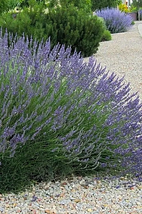 Лаванда гибридная (лавандин) Гроссо