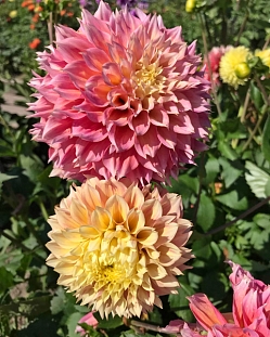 Георгин декоративный Коган Фубуки