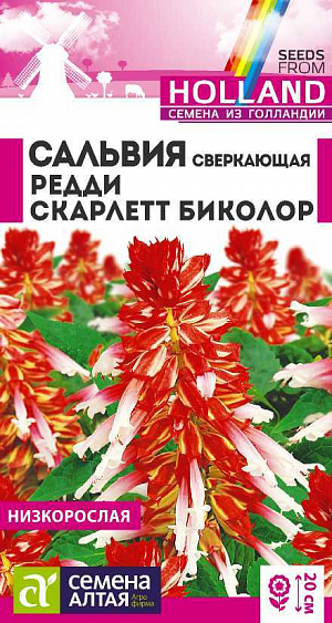 Декоративный однолетник, широко используемый в озеленении. Один из самых популярных сортов. Ценится за возможность создания ярких цветочных акцентов. Кустики компактные, высотой 25-30 см, густооблиственные. Насыщенно-красные цветки собраны в длинные (15-20 см) плотные кистевидные соцветия, возвышающиеся над ярко-зеленой листвой. В цветниках великолепно смотрится в окружении растений с серебристо-серыми листьями (цинерарий, полыни). Идеально подходит для оформления клумб и рабаток, парадных входов и балконов, посадки группами на газонах. Растение тепло-, свето- и влаголюбивое. Предпочитает солнечные участки и легкий песчаный водопроницаемый грунт, богатый известью и гумусом. <br>
<br>
Посев на рассаду в ящики проводят с середины февраля до начала марта. Высевают семена во влажный субстрат поверхностно, посевы увлажняют из распылителя и накрывают прозрачной пленкой. Температура содержания – около 25 ºС. Всходы появятся через 15-30 дней, их пикируют дважды. Первый раз при появлении двух-трех настоящих листьев сеянцы пересаживают в другой ящик с интервалом 5 см. Второй раз – через три недели после первой пикировки в отдельные горшочки диаметром 10-12 см. С развитием четвертого настоящего листа ростки прищипывают для стимуляции кущения. В открытый грунт рассаду высаживают в начале июня, выдерживая посадочный интервал 20-25 см. Цветет обильно с июля до осенних заморозков.