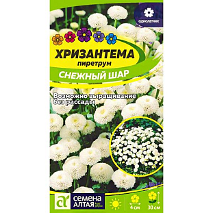 Семена Хризантема Снежный шар пиретрум