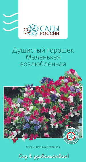 Душистый горошек Маленькая возлюбленная

Веселая пестрота окрасок – малиновых, алых, розовых, лиловых и белых – подчеркнет летнее настроение. Растения кустовые. Цветки ароматные, некрупные. Перед посевом семена замочить в воде на 10–12 часов, а субстрат обеззаразить малиновым раствором марганцовки. Выращивать рассаду лучше в теплице. Холодостойкий.
