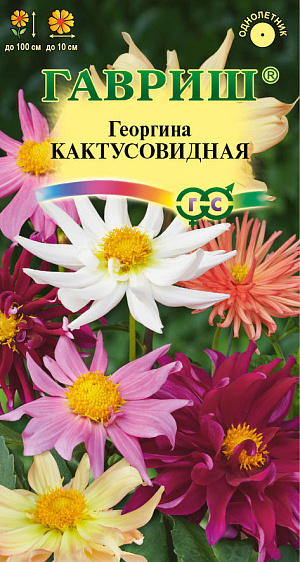 Семена Георгина Кактусовидная.
Однолетнее травянистое растение из семейства Астровые. Образует многочисленные ветвистые стебли высотой до 100 см. Период цветения проходит с июля до заморозков. Соцветия густомахровые разнообразной окраски. Предпочитает солнечные, защищенные от ветра участки с рыхлой, плодородной почвой. Выращивается рассадным способом. Посев семян на рассаду проводят в марте-апреле. Всходы появляются через 5-8 дней. После появления первой пары настоящих листьев, растения пикируют в горшки диаметром 5-7 см. В открытый грунт растения высаживают начале июня. Используется в одиночных и групповых посадках, а также для получения срезки.