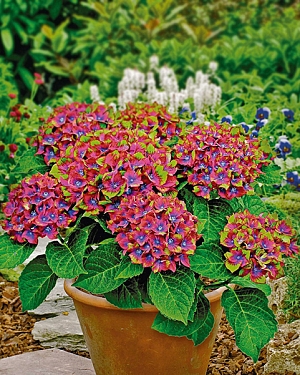 Гортензия крупнолистная Шлосс Вакербарт